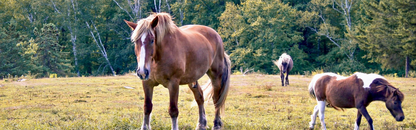 Chevaux