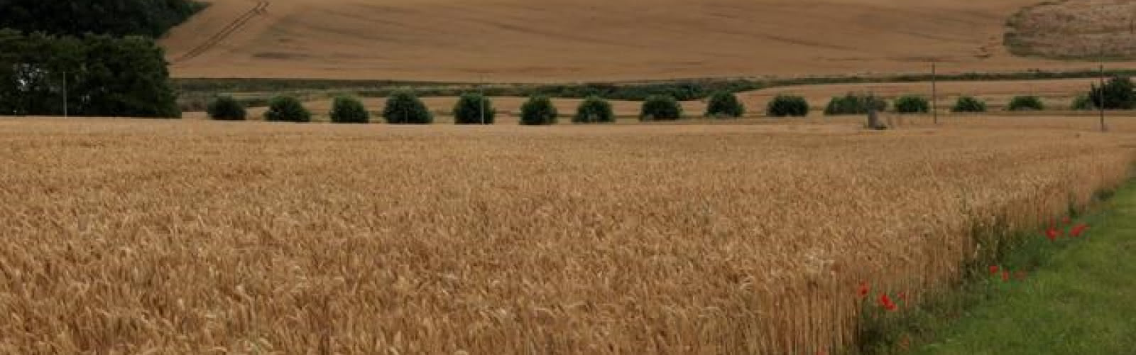 Visite familiale : le Pays de France au naturel